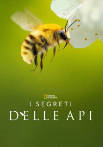 I segreti delle api streaming