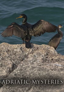 Adriatic Mysteries [CORTO] [Sub-ITA] streaming